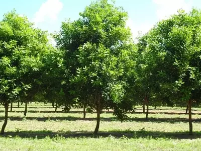 Descubriendo la Macadamia: Un Árbol Versátil para Tu Jardín y Salud