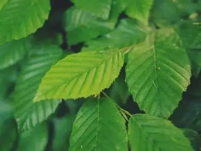 Descifrando el Lenguaje Foliar: Una Guía para la Salud de tus Plantas