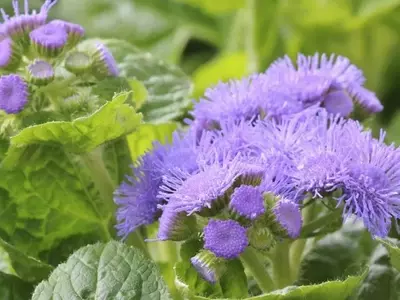 Agerato: Guía Completa para un Jardín Vibrante