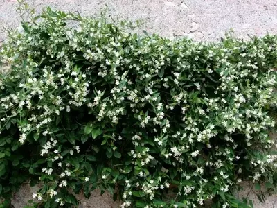 Araujia sericifera: Belleza Invasora y Desafíos Ecológicos