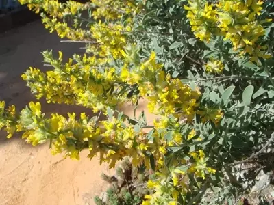 La Resiliente Albaida: Una Joya Botánica para Climas Áridos