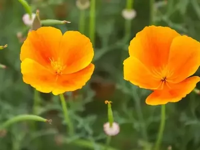 Amapola de California: Belleza y Propiedades Medicinales de una Flor Excepcional