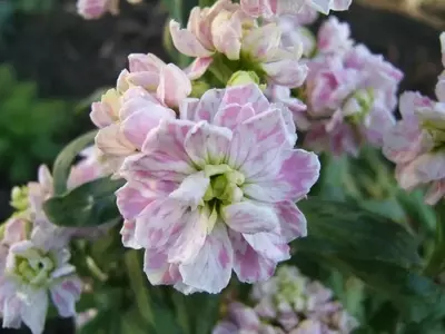La Alegría del Alhelí: Cultivo, Cuidado y Simbolismo Floral