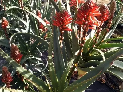 Aloe Arborescens: La Suculenta Versátil con Propiedades Curativas y Ornamentales