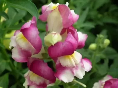 Antirrhinum: Una Belleza Versátil para su Jardín