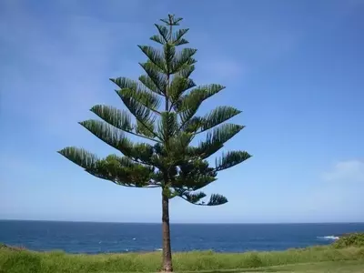 Araucaria: El majestuoso pino de pisos y su cuidado esencial