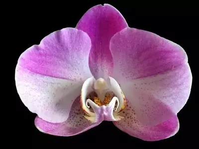 Dominando el Riego de Orquídeas: Guía Esencial para un Cuidado Óptimo