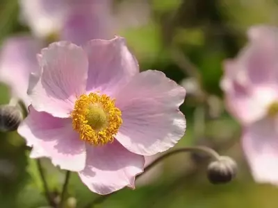 Anémona: La Fascinante Flor del Viento y sus Secretos