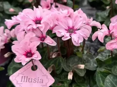 El Ciclamen Illusia: Una Revolución Floral con Pétalos que Miran al Cielo