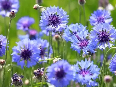 Centaurea Cyanus: Una Flor con Múltiples Usos y Beneficios