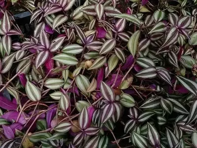 Descubriendo los Secretos de la Tradescantia: La Planta del Amor de Hombre