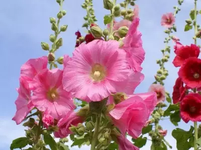 La Malva Real: Belleza, Historia y Cuidado en tu Jardín