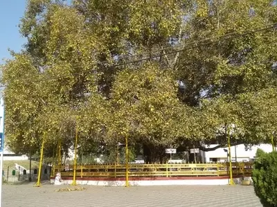 El Sagrado Ficus Religiosa: Historia y Características del Árbol Bodhi