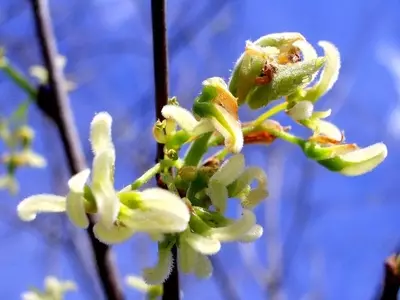 El Almez: Un Árbol Versátil y Medicinal