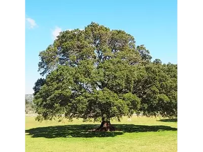 El Alcanforero: Un Árbol Emblemático con Múltiples Usos