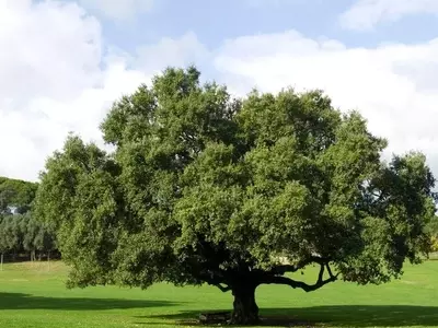 El Alcornoque: Pilar Ecológico y Económico del Mediterráneo