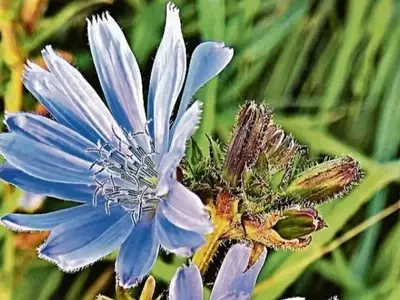 Descubriendo la Achicoria Silvestre: Usos, Beneficios y Tradiciones
