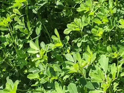 Fenogreco: Una Planta Milenaria con Múltiples Aplicaciones
