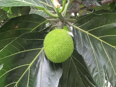 Cultivo y Características del Árbol del Pan