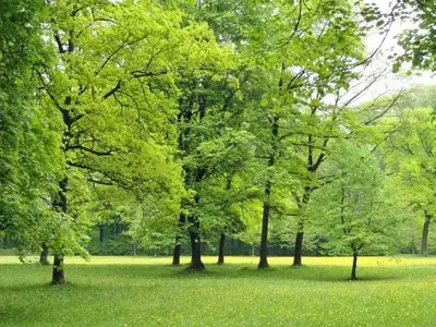 Todo Sobre los Árboles: Características, Cuidado y Especies Fascinantes