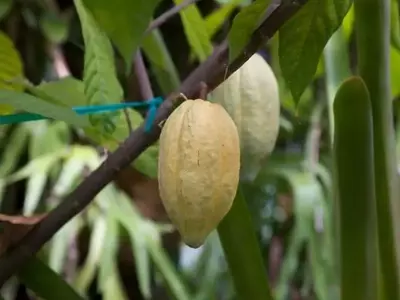 El Cacaotero: Una Maravilla Tropical para Amantes del Dulce