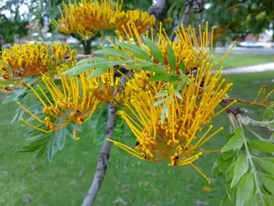 Árboles de Sombra de Rápido Desarrollo: Guía Esencial para un Jardín Fresco