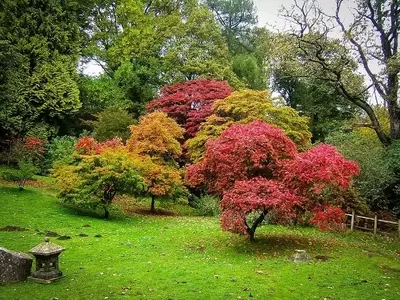 Árboles Exquisitos para Embellecer Jardines y Espacios Urbanos