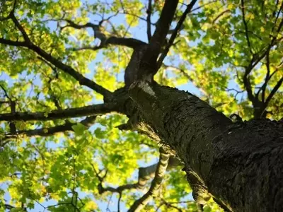 Árboles de Hoja Caduca: Soluciones Ideales para Rincones con Sombra en Tu Jardín