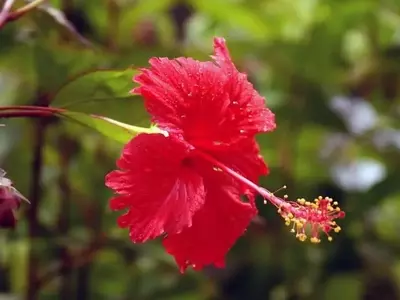 Arbustos Florales Exuberantes: Una Guía para Embellecer su Jardín