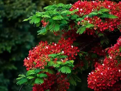 Un Vistazo Profundo a los Árboles Ornamentales Esenciales para Embellecer su Jardín