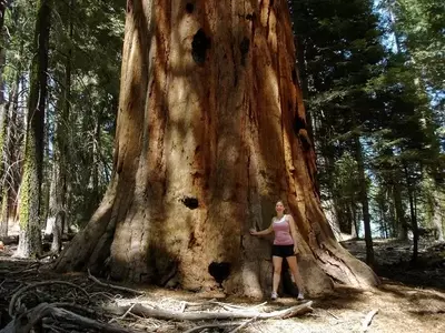 Los Titanes del Reino Vegetal: Un Viaje por los Árboles Más Colosales