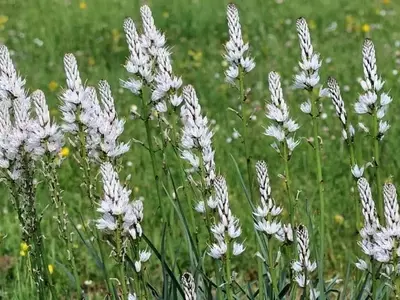Asphodelus albus: La Versátil Planta con Historia, Belleza y Poder