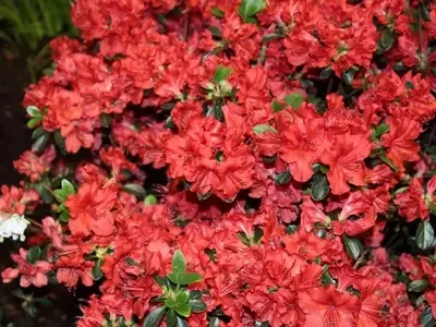 Arbustos Ideales para Jardines con Suelo Ácido