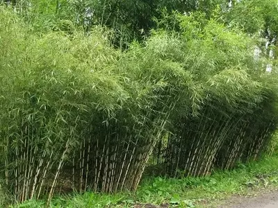 Bambú Fargesia: Elegancia y Resistencia en su Jardín