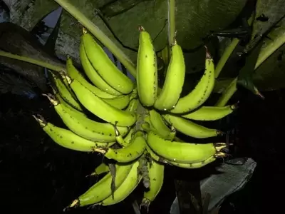 Guía Completa del Cultivo del Banano: Desde la Siembra hasta la Cosecha y sus Usos