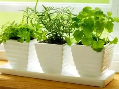 Guía Completa para el Cultivo de Plantas Aromáticas en Octubre