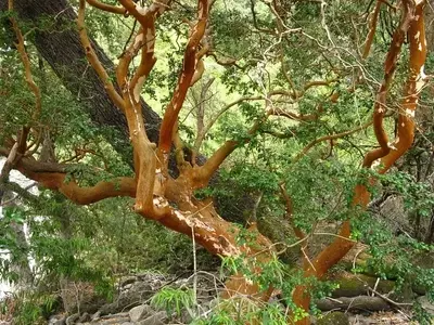 El Arrayán: Un Tesoro Botánico con Múltiples Virtudes