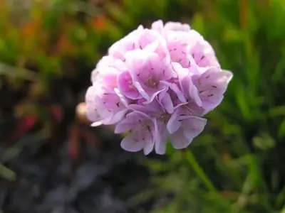 Armeria Maritima: La Resiliente Flor Costera que Embellece tu Jardín