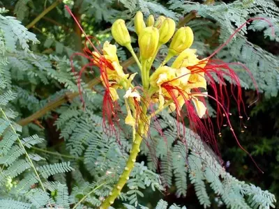 La Fascinante Caesalpinia gilliesii: Una Guía Completa de Cuidados y Belleza