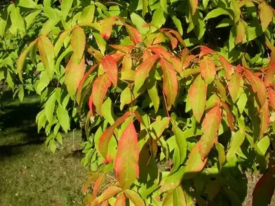 Descubre el Acer triflorum: El Arce de Tres Flores que Embellecerá tu Jardín
