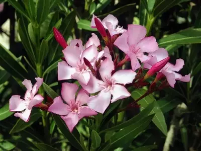 Arbustos Ideales para Jardines de Clima Seco: Belleza y Resistencia