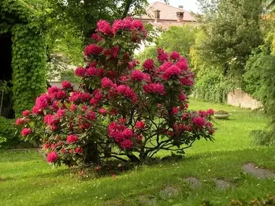 Arbustos Resistentes para Jardines de Invierno