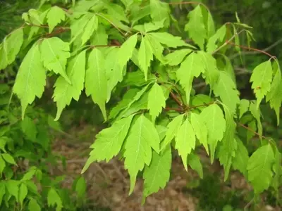 Descubriendo el Acer Cissifolium: Un Árbol Excepcional para Climas Templados