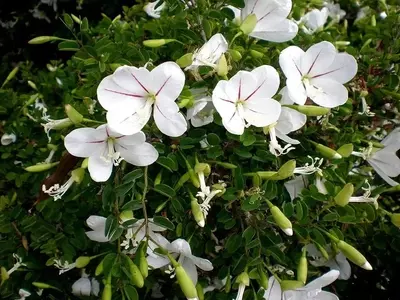 La Bauhinia Natalensis: Una Joya Botánica Poco Conocida