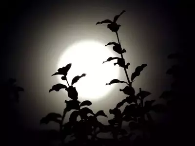 Superando la Botanofobia: Entendiendo y Tratando el Miedo a las Plantas