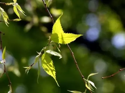 El Bonsái de Almez: Guía Completa para su Cultivo y Cuidado