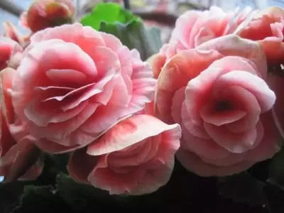 Guía Completa para el Cultivo y Cuidado de las Begonias