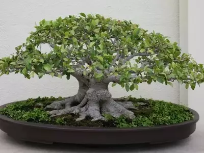 Guía Definitiva para el Cultivo Exitoso del Bonsái Ficus Microcarpa