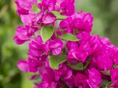 Descubriendo la Buganvilla: Guía Completa de Cultivo y Cuidado
