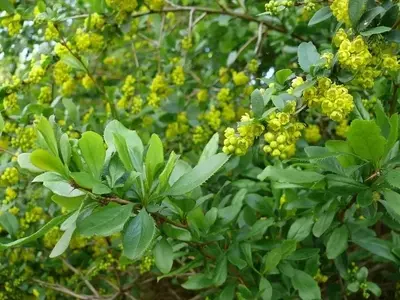El Agracejo Común: Una Joya Botánica para tu Jardín